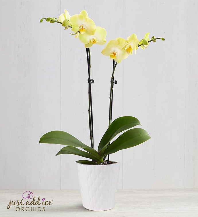 Sunshine Orchid